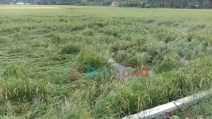 Banjir Genangi Lahan Sawah, Petani di Duhiada’a Terancam Gagal Panen