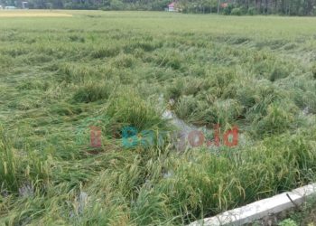 Banjir Genangi Lahan Sawah, Petani di Duhiada’a Terancam Gagal Panen