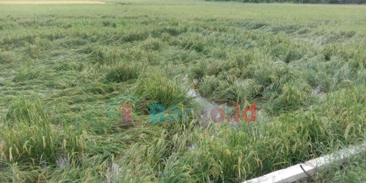 Banjir Genangi Lahan Sawah, Petani di Duhiada’a Terancam Gagal Panen