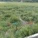 Banjir Genangi Lahan Sawah, Petani di Duhiada’a Terancam Gagal Panen