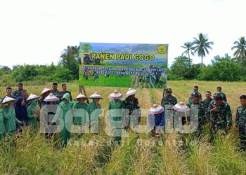 Padi Gogo Jadi Andalan Kodim 1313/Pohuwato untuk Perkuat Ketahanan Pangan