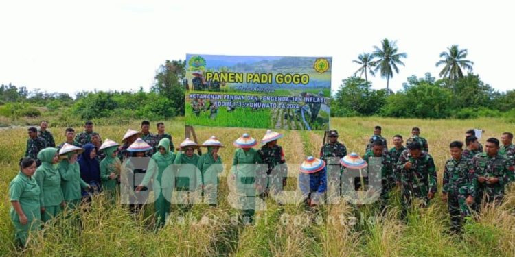 Padi Gogo Jadi Andalan Kodim 1313/Pohuwato untuk Perkuat Ketahanan Pangan