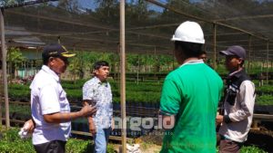 Penanaman 11 Juta Pohon Gamal oleh IGL dan BTL Diapresiasi Kades Lopi Halid