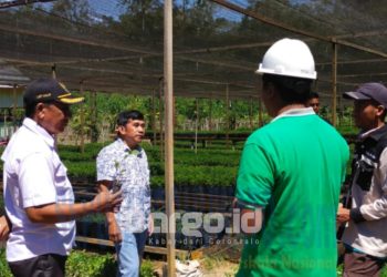 Penanaman 11 Juta Pohon Gamal oleh IGL dan BTL Diapresiasi Kades Lopi Halid