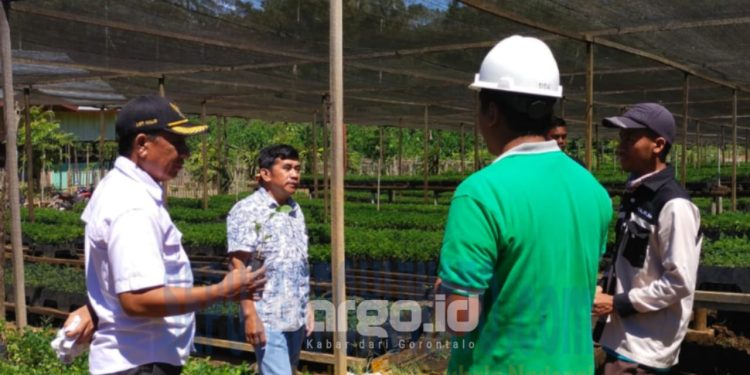 Penanaman 11 Juta Pohon Gamal oleh IGL dan BTL Diapresiasi Kades Lopi Halid