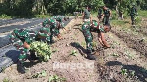 Dukung Ketahanan Pangan Nasional, Korem 133 Siapkan Lahan untuk Budidaya Pisang, Ubi, dan Lele