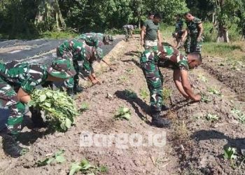 Dukung Ketahanan Pangan Nasional, Korem 133 Siapkan Lahan untuk Budidaya Pisang, Ubi, dan Lele