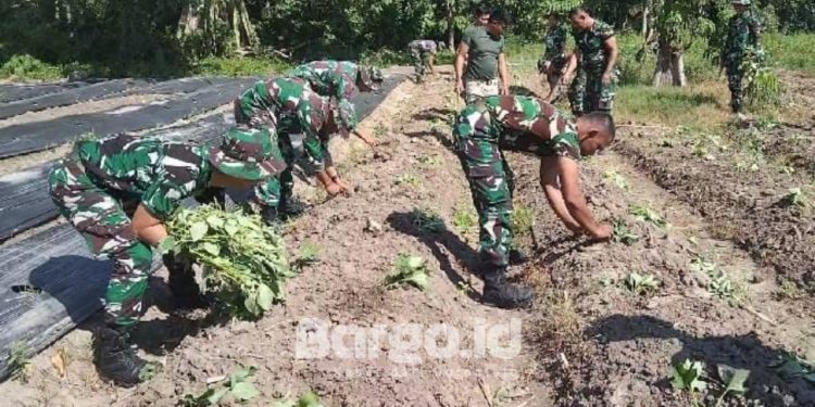 Dukung Ketahanan Pangan Nasional, Korem 133 Siapkan Lahan untuk Budidaya Pisang, Ubi, dan Lele