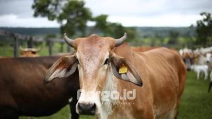 Waspadai Penyakit Mulut dan Kuku, Pengawasan Sapi di Pohuwato Diperketat