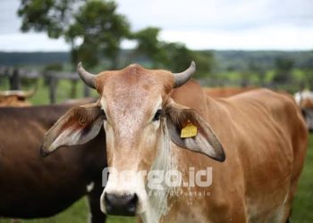 Waspadai Penyakit Mulut dan Kuku, Pengawasan Sapi di Pohuwato Diperketat