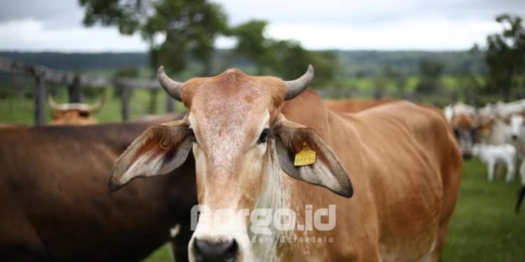 Waspadai Penyakit Mulut dan Kuku, Pengawasan Sapi di Pohuwato Diperketat