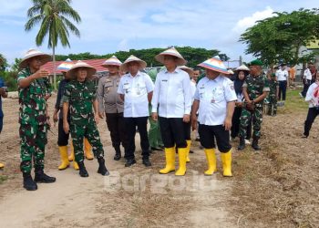 4.000 Bibit Cabai Ditanam di Pohuwato, Langkah Konkret Atasi Inflasi