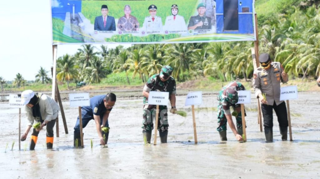 Pacu Swasembada Pangan, Pohuwato Manfaatkan Irigasi Perpompaan di Lahan Tidur