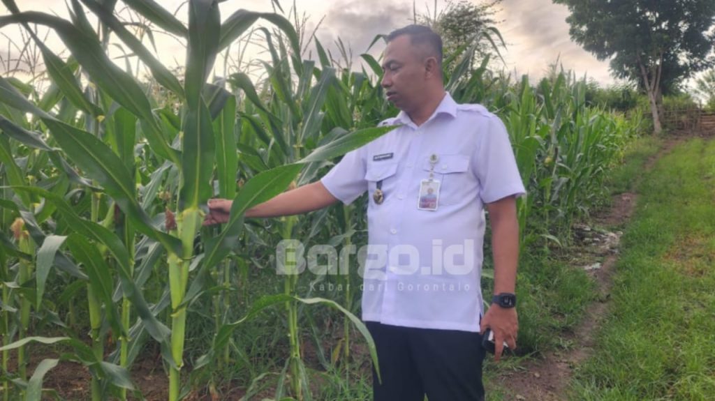 Dukung Ketahanan Pangan, Lapas Kelas IIB Pohuwato Fokus pada Program Pertanian