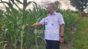 Dukung Ketahanan Pangan, Lapas Kelas IIB Pohuwato Fokus pada Program Pertanian