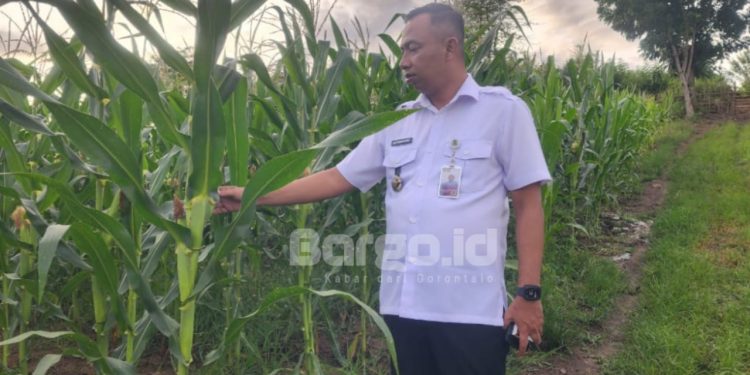 Dukung Ketahanan Pangan, Lapas Kelas IIB Pohuwato Fokus pada Program Pertanian