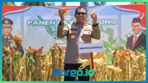Wakapolda Gorontalo Hadiri Panen Raya Jagung, Dorong Sinergi Polri dan Petani untuk Swasembada Pangan 2025
