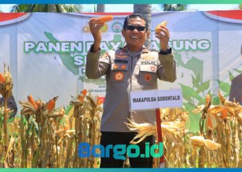 Wakapolda Gorontalo Hadiri Panen Raya Jagung, Dorong Sinergi Polri dan Petani untuk Swasembada Pangan 2025