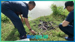 Polres Pohuwato Perkuat Ketahanan Pangan dengan Tumpang Sari dan Budidaya Ikan Lele
