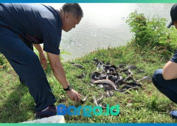 Polres Pohuwato Perkuat Ketahanan Pangan dengan Tumpang Sari dan Budidaya Ikan Lele