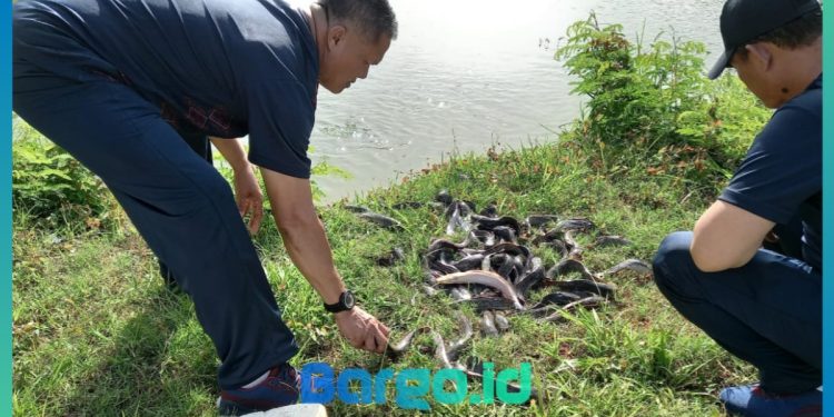 Polres Pohuwato Perkuat Ketahanan Pangan dengan Tumpang Sari dan Budidaya Ikan Lele