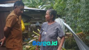 Akibat Angin Kencang, Pohon Kelapa Tumbang Timpa Rumah Warga di Wanggarasi Barat Lemito