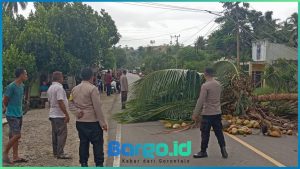 Pohon Tumbang Tutupi Jalan di Iloheluma, Polres Pohuwato Imbau Lewat Jalur Bawah Saja