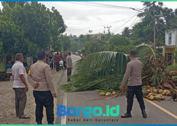 Pohon Tumbang Tutupi Jalan di Iloheluma, Polres Pohuwato Imbau Lewat Jalur Bawah Saja