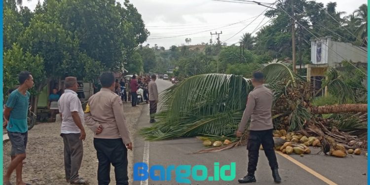Pohon Tumbang Tutupi Jalan di Iloheluma, Polres Pohuwato Imbau Lewat Jalur Bawah Saja