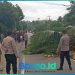 Pohon Tumbang Tutupi Jalan di Iloheluma, Polres Pohuwato Imbau Lewat Jalur Bawah Saja