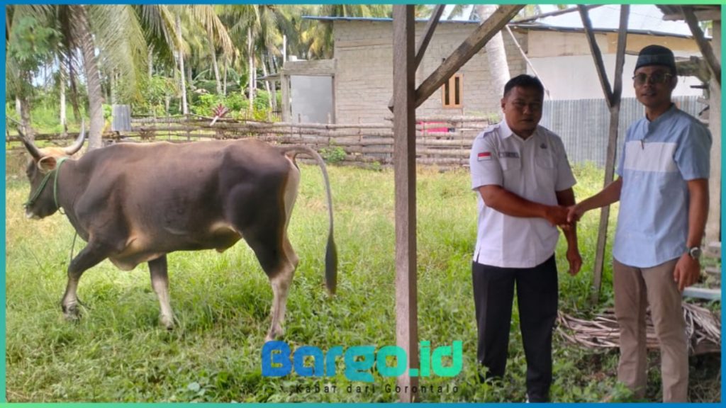 Menjelang Iduladha, Pemkab Pohuwato Terima Bantuan Hewan Kurban dari PT LIL