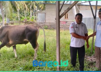 Menjelang Iduladha, Pemkab Pohuwato Terima Bantuan Hewan Kurban dari PT LIL