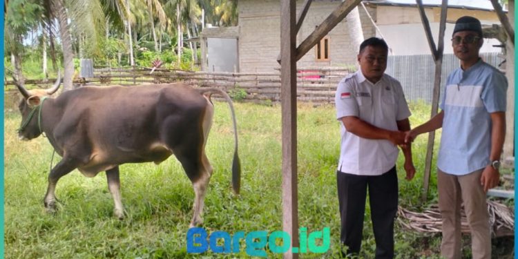 Menjelang Iduladha, Pemkab Pohuwato Terima Bantuan Hewan Kurban dari PT LIL