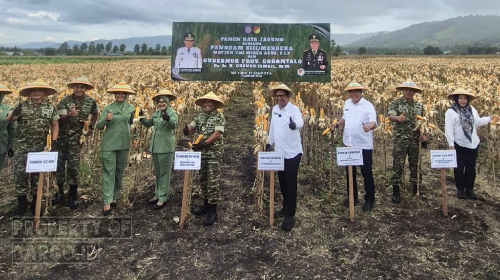 Panen Raya Jagung di Yonif TP 824, Pangdam XIII/Merdeka Tegaskan Komitmen Ketahanan Pangan Gorontalo