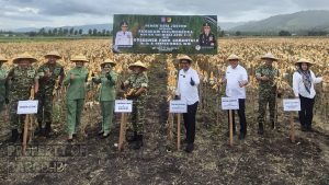 Panen Raya Jagung di Yonif TP 824, Pangdam XIII/Merdeka Tegaskan Komitmen Ketahanan Pangan Gorontalo
