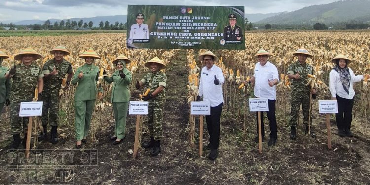 Panen Raya Jagung di Yonif TP 824, Pangdam XIII/Merdeka Tegaskan Komitmen Ketahanan Pangan Gorontalo