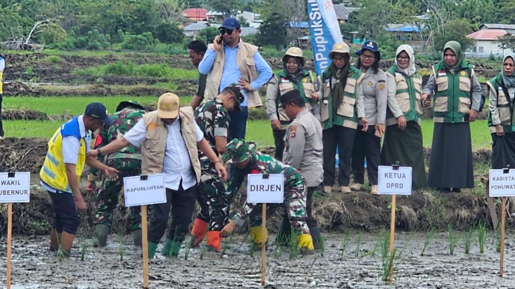 Kejar Target Nasional, Pohuwato Tanam Padi Serentak 10.000 Hektar, Ini Tantangan Besarnya