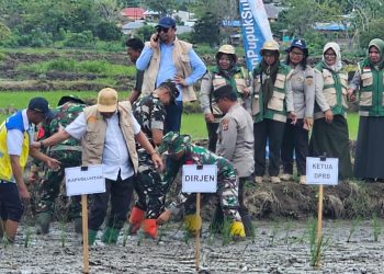 Kejar Target Nasional, Pohuwato Tanam Padi Serentak 10.000 Hektar, Ini Tantangan Besarnya