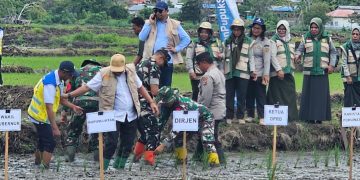 Kejar Target Nasional, Pohuwato Tanam Padi Serentak 10.000 Hektar, Ini Tantangan Besarnya